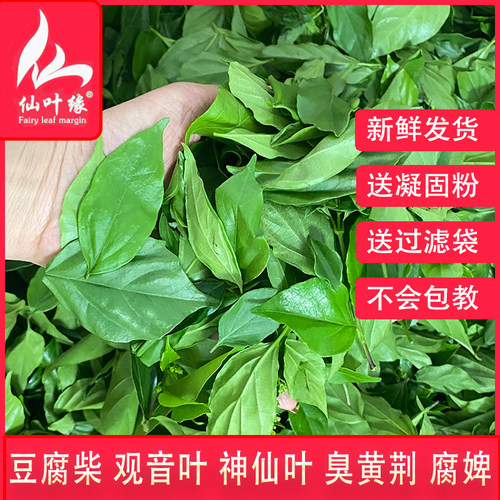 新鲜豆腐柴送钙粉纱布袋