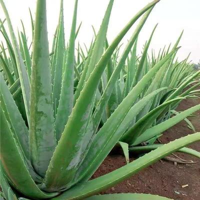 芦荟盆栽植物室内盆景绿植