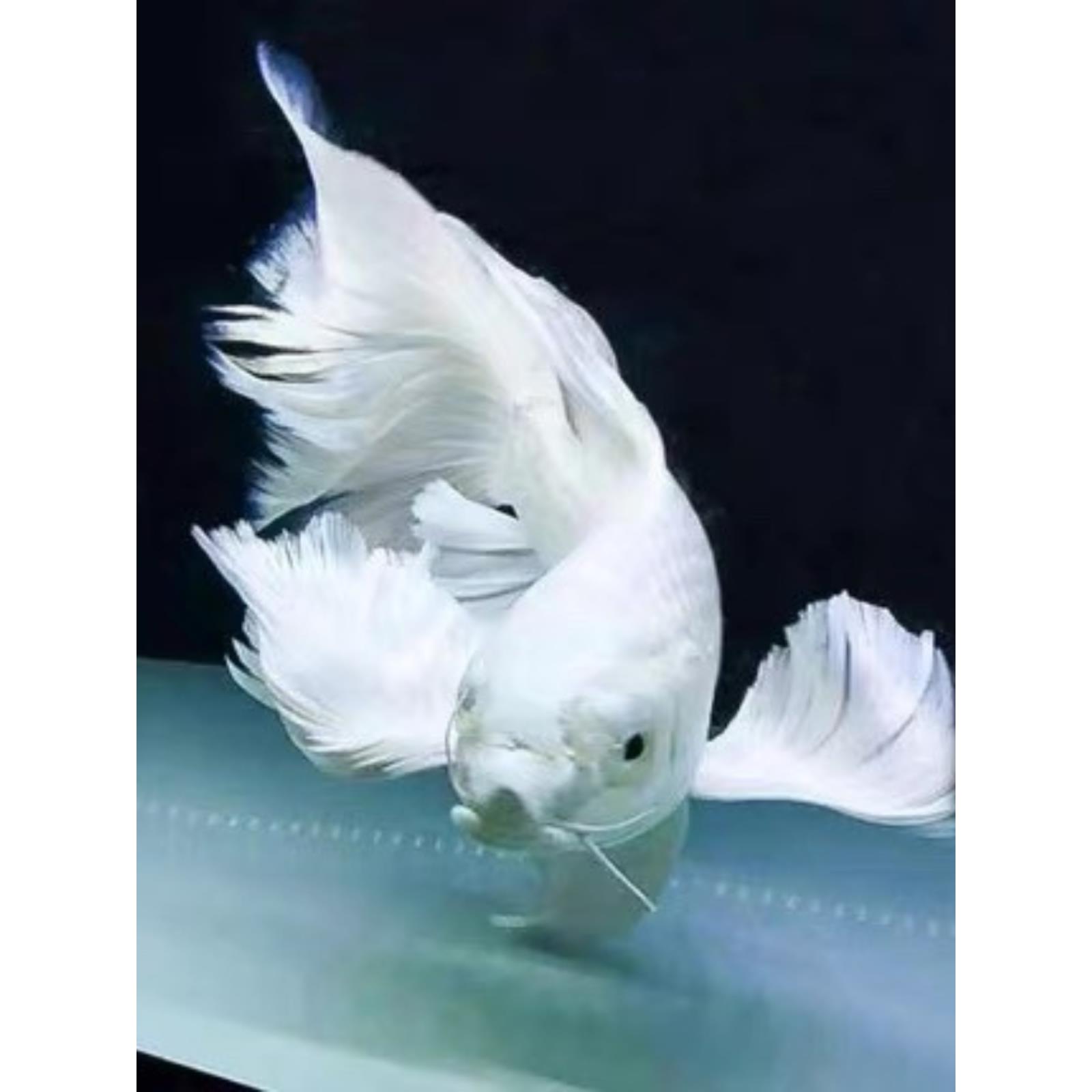 蝴蝶鲤鱼活体球形短身贵妃长尾白金龙凤锦鲤冷水淡水观赏鱼活体鱼