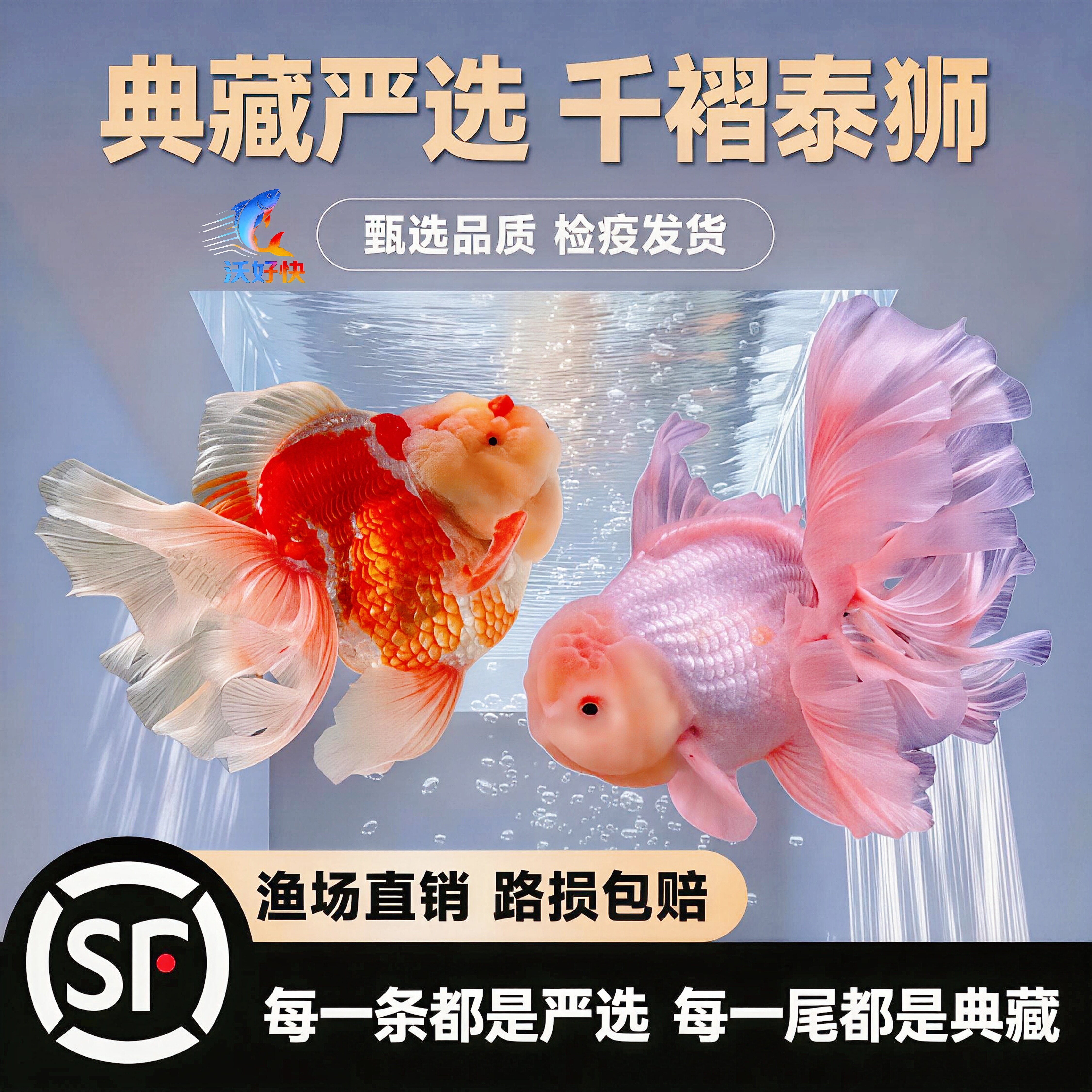 发顺丰严选典藏千褶泰狮金鱼观赏鱼冷水鱼好养耐活泰狮金鱼大泰狮