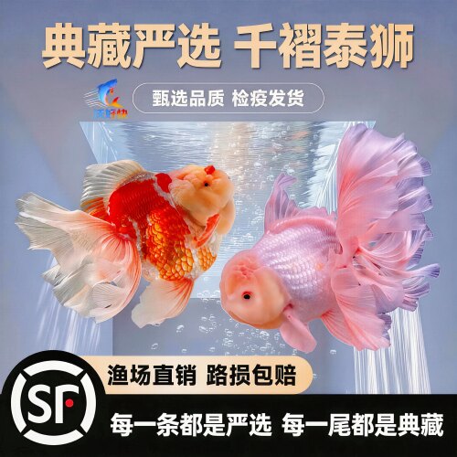 发顺丰千褶泰狮金鱼活体典藏级