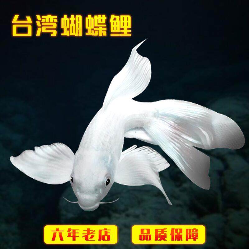 蝴蝶鲤鱼观赏鱼白金龙凤锦鲤龙鲤淡水冷水鱼锦鲤活体好养易活