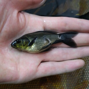 黑慧星蝴蝶鲤黑金锦鲤镇宅风水鱼黑色活鱼冷水易活长短尾招财