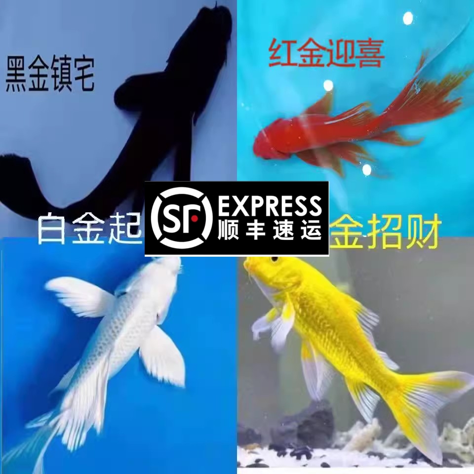 活体锦鲤观赏鱼纯种锦鲤好养易活