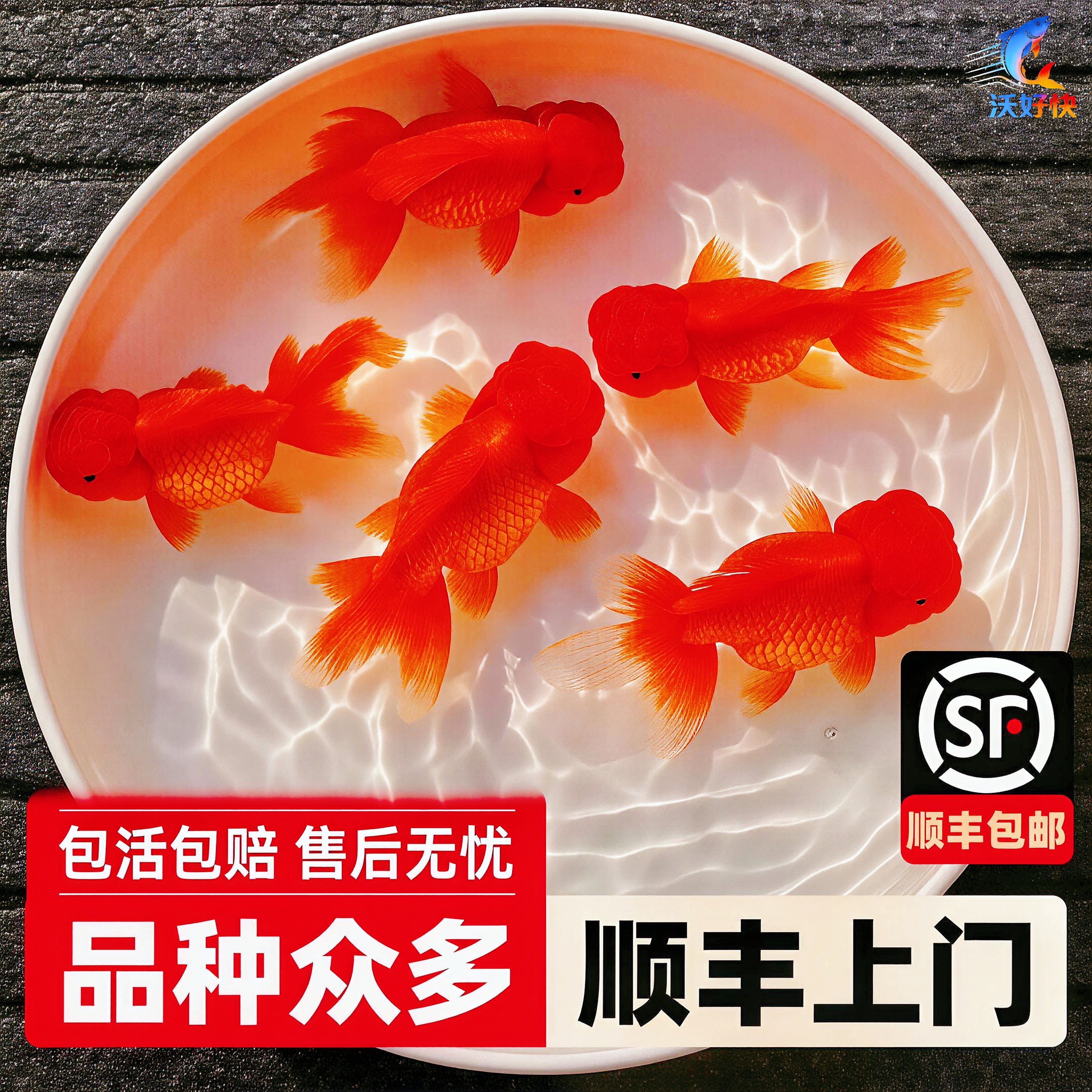 发顺丰严选典藏金鱼活鱼观赏鱼活体小金鱼冷水鱼好养耐活大型金鱼