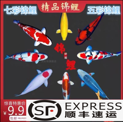 锦鲤鱼苗金鱼观赏鱼活体冷水精品淡水小型好养耐活