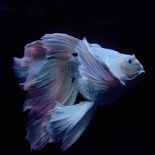 蝴蝶鲤冷水观赏鱼石膏白短身球体狮头长尾锦鲤鱼苗活体金鱼