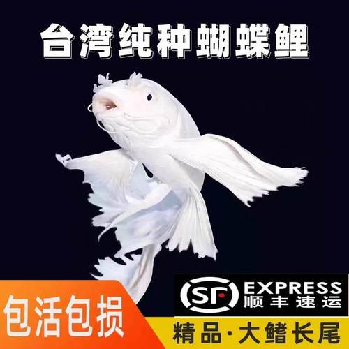 包活高品质蝴蝶鲤大鳍长尾