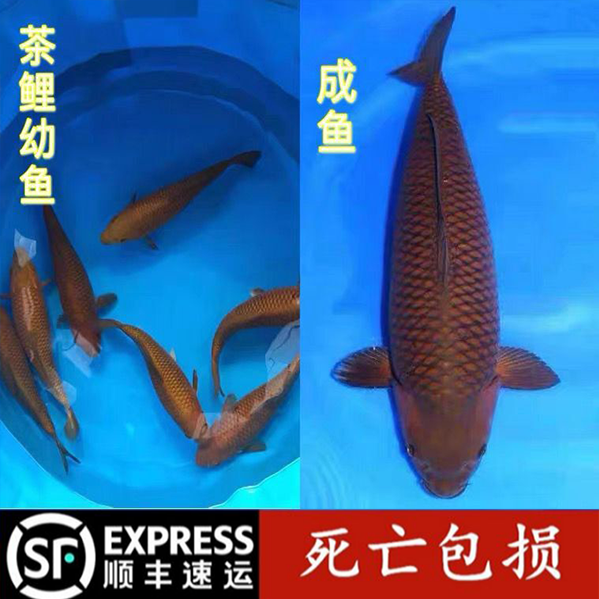 精品茶鲤鱼苗观赏鱼好养日系精品茶鲤锦鲤活体大小型招财鱼带头鱼