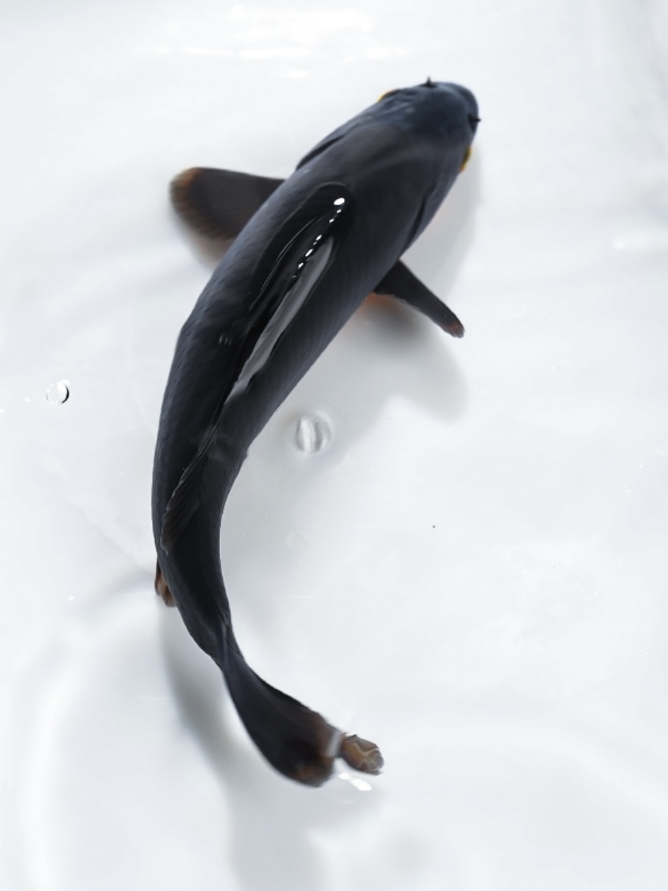 黑金锦鲤鱼活体包活到家（龙凤）黑金黄金锦鲤冷水观赏鱼鹦鹉白金