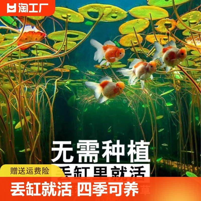 鱼缸已开口莲子水草种子造景草绿植浮萍水培植物睡莲种籽碗莲种子