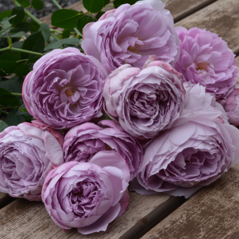 青金石日系浓香紫蓝色月季花苗四季开阳台庭院玫瑰花盆栽绿植花卉