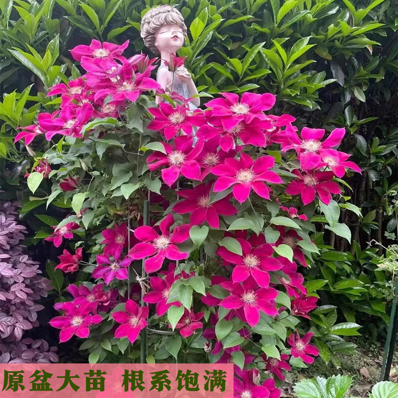 绿植铁线莲乌托邦庭院爬藤花卉