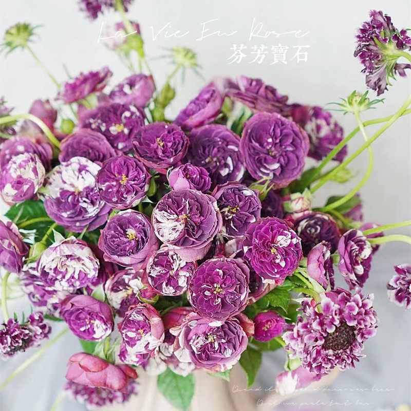 芬芳宝石阳台微月紫色条纹月季花苗多季开花卉植物带花玫瑰花盆栽