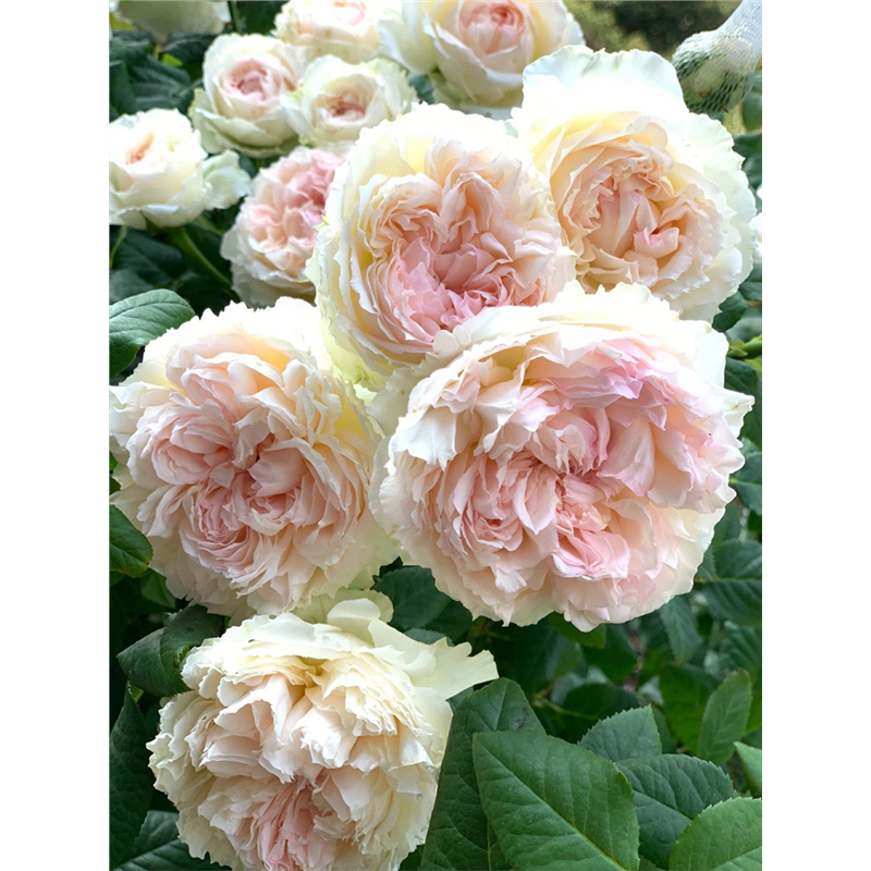 佩尔朱克月季花苗盆栽特大花浓浓果香味四季常开花卉阳台花园植物