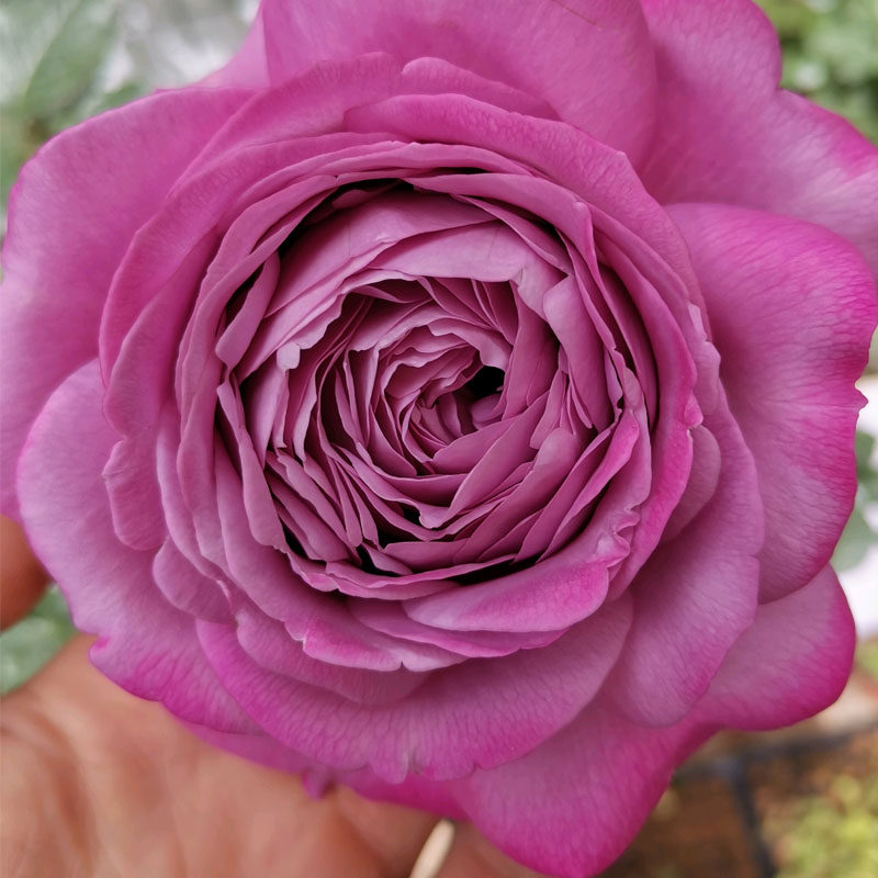 紫魂香水月季花苗特大庭院四季勤花紫色花浓香阳台冰激凌植物盆栽