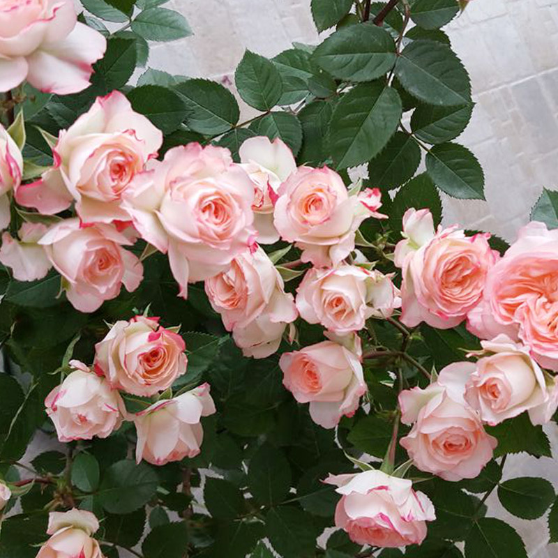 可爱多月季花苗盆栽阳台多花微月玫瑰花大苗四季观花浓香花卉植物