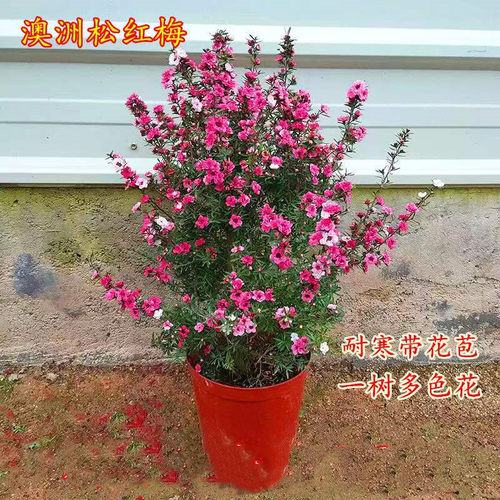 澳洲松红梅花卉植物梅花
