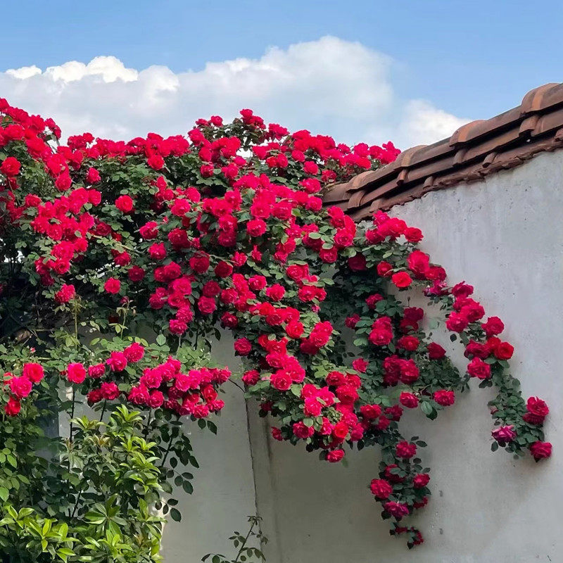 6米藤本月季蔷薇花苗浓香庭院爬藤植物盆栽阳台花卉玫瑰四季花