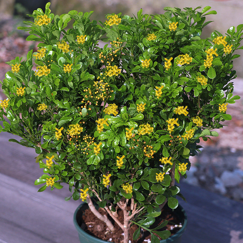 米兰花盆栽老桩多季开花常青浓香型独杆绿植花卉客厅阳台