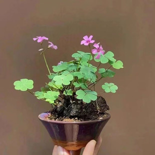 三叶草老桩盆栽红花酢浆草种球四季开花可水培幸运草掌上微型盆景