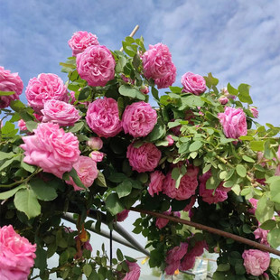 无刺大花朵藤本浓香盆栽四季 西枝牡丹月季 庭院爬藤蔷薇花苗花卉