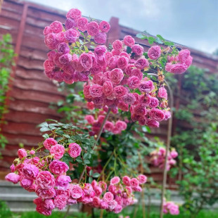 艾拉绒球藤本月季花盆栽爬藤玫瑰苗庭院攀援花卉植物多季开花阳台
