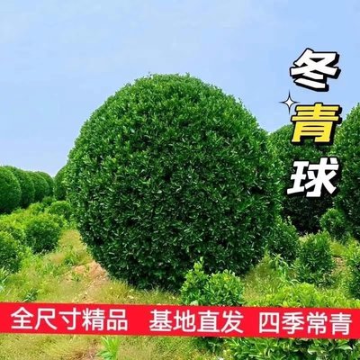 乔猫冬青苗四季常青植物