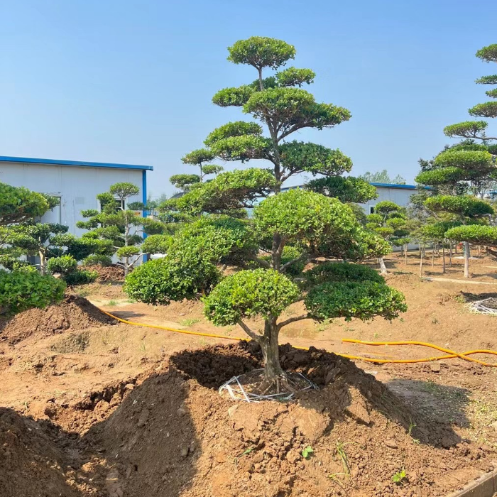小叶黄杨树庭院别墅造型绿化独杆冬青黄杨盆景树造型黄杨树