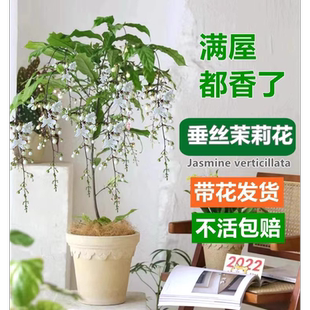 垂丝茉莉盆栽带花苞进口绿植室内花卉四季开花垂钓植物好养大苗