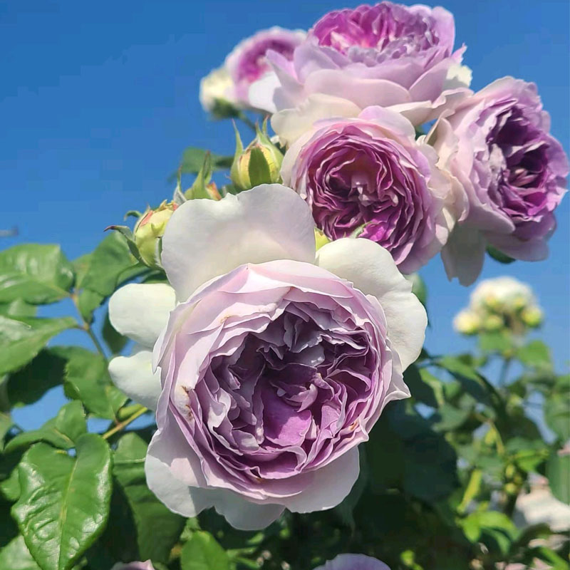 蓝月石月季花苗河本系列中苗新品花多头耐开浓香花卉玫瑰盆栽灌木