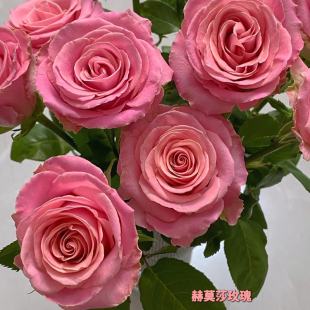 赫默莎/赫默兹/爱玛莎月季花苗大花灌木盆栽阳台切花玫瑰庭院地栽