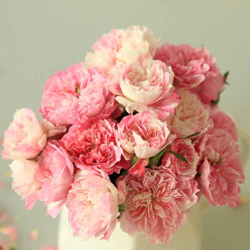 幸福之门阳台月季花大苗盆栽条纹勤花多头淡香株型小巧玫瑰花