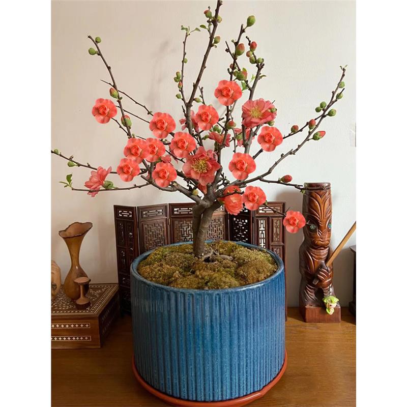 长寿乐海棠花盆栽室内阳台