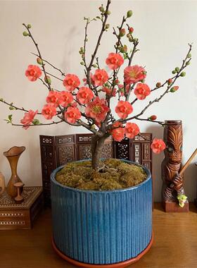 长寿乐海棠花盆栽室内阳台庭院植物老桩盆景耐寒绿植重瓣橙色海棠