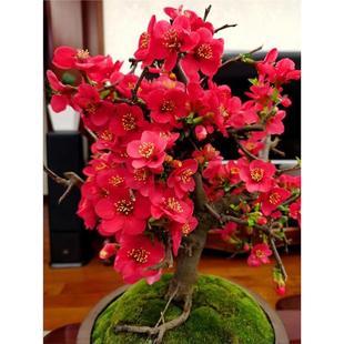 木瓜海棠盆景老桩原生四季海棠花盆栽阳台室内盆栽绿植海棠果树苗