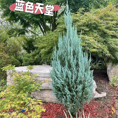 蓝色天堂塔型落基山圆柏四季常青多年生耐热耐寒别墅庭院盆栽