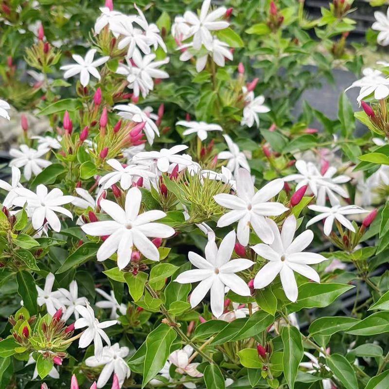 水茉莉盆栽越南笔尖粉苞茉莉素馨茉莉多年生木本植物庭院阳台好养