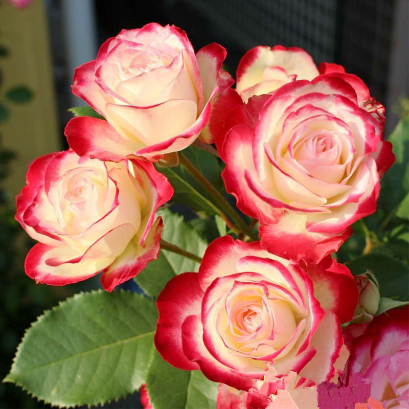 摩纳哥公爵大花月季苗耐热花朵多季开花卉绿植盆栽