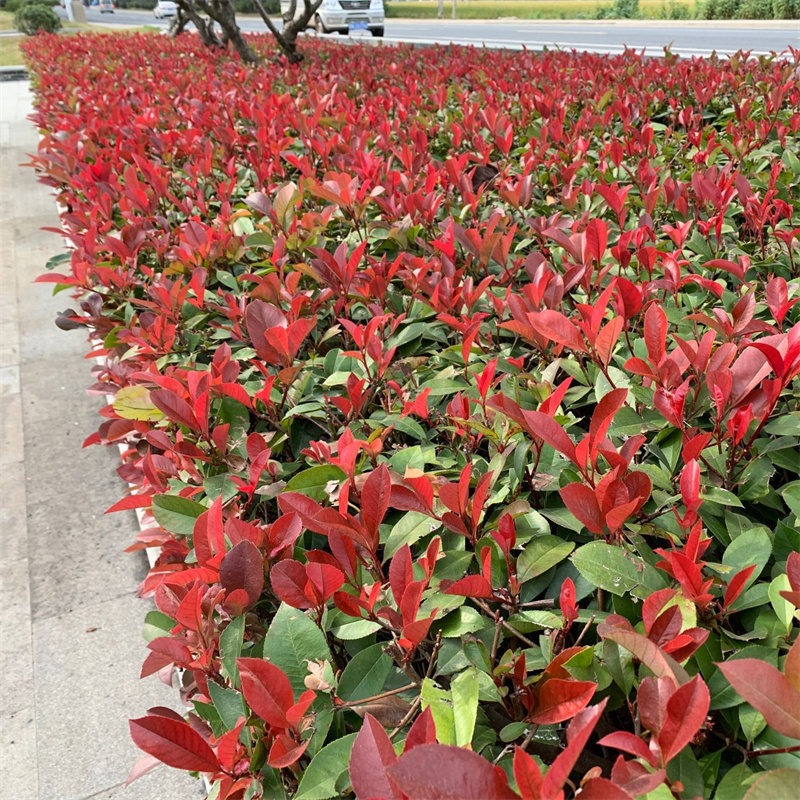 耐寒花卉庭院红叶石楠苗四季常青花园绿化苗红罗宾红叶石楠篱笆苗