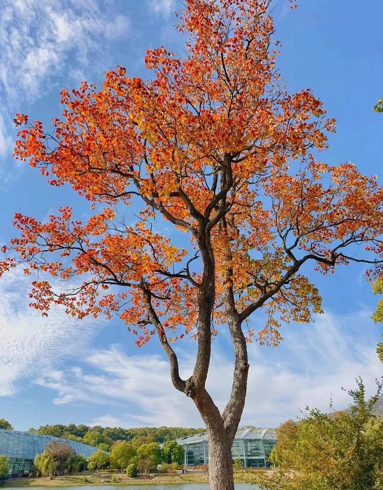 红叶乌桕树苗彩叶苗木丛生乌桕大型耐寒庭院风景树桕子树菩提树苗 鲜花速递/花卉仿真/绿植园艺 绣球/木绣球/木本植物 原图主图