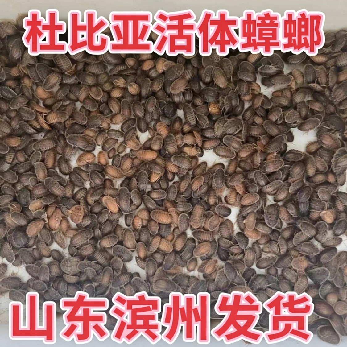 杜比亚蟑螂活体幼体饲料蜥蜴鬃狮守宫蛙龙鱼乌龟蜘蛛鸟类