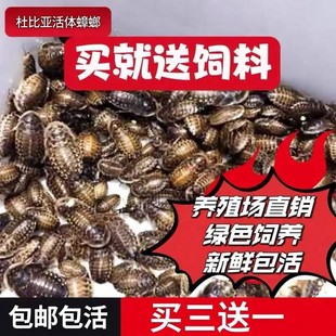 杜比亚蟑螂繁殖组幼体绿色守宫龙鱼活饵饲料新宠鸟类养殖营养活体