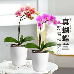 蝴蝶兰花苗带花剑带花苞盆栽兰花大苗客厅室内植物花卉四季好养活