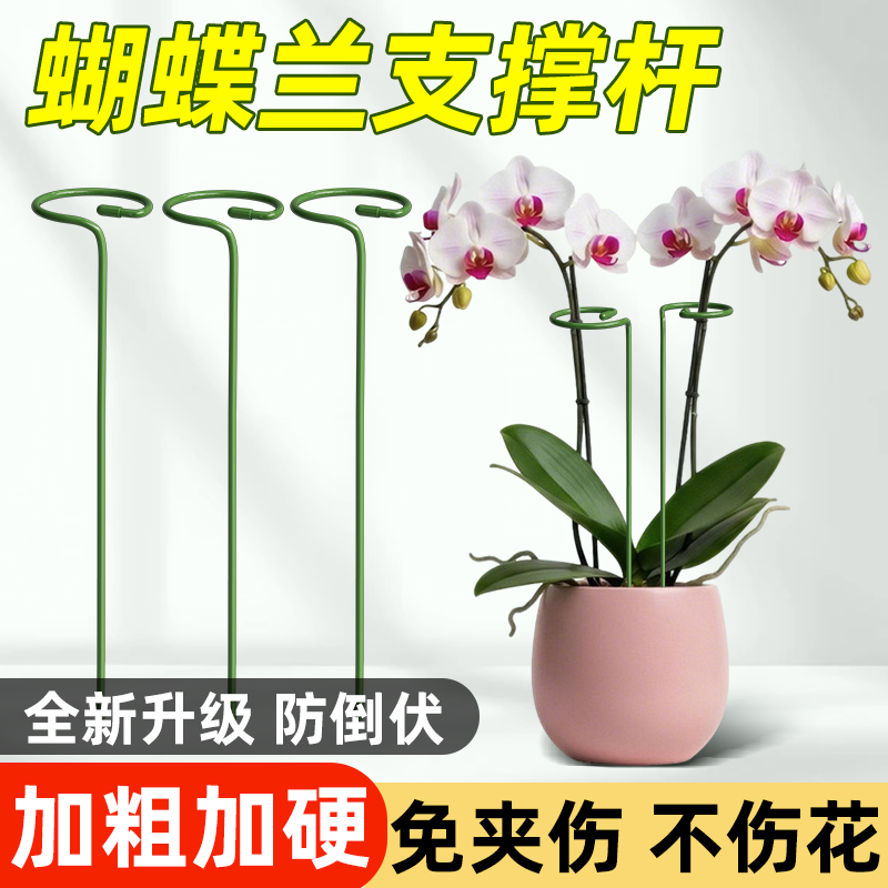 朱顶红植物支撑杆防倒扶插花固定