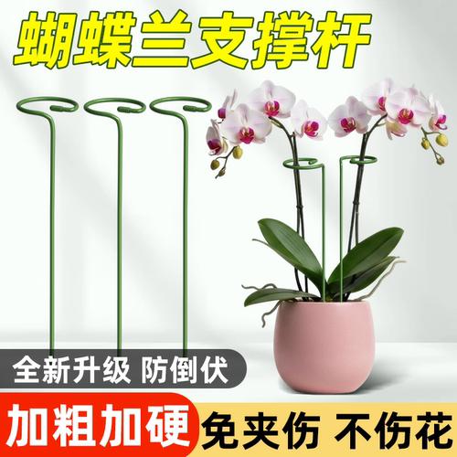 朱顶红植物支撑杆防倒扶插花固定