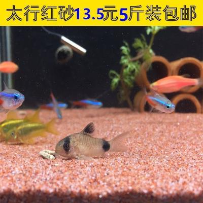 迷你鹦鹉鱼鱼缸底砂河豚专用沙狗头鱼迷你鹦鹉鱼底砂鱼林砂造景化