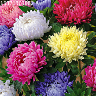 翠菊种子花种子四季易活重瓣七月菊种籽阳台庭院耐寒盆栽花种籽孑