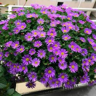 紫菀种子多年生宿根花卉荷兰菊花种子春秋播种阳台庭院耐寒花种籽