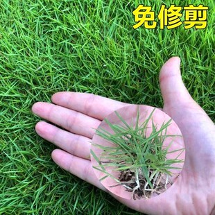 草坪草籽护坡狗牙根马尼拉四季常青庭院地毯草皮绿化黑麦草种子孑